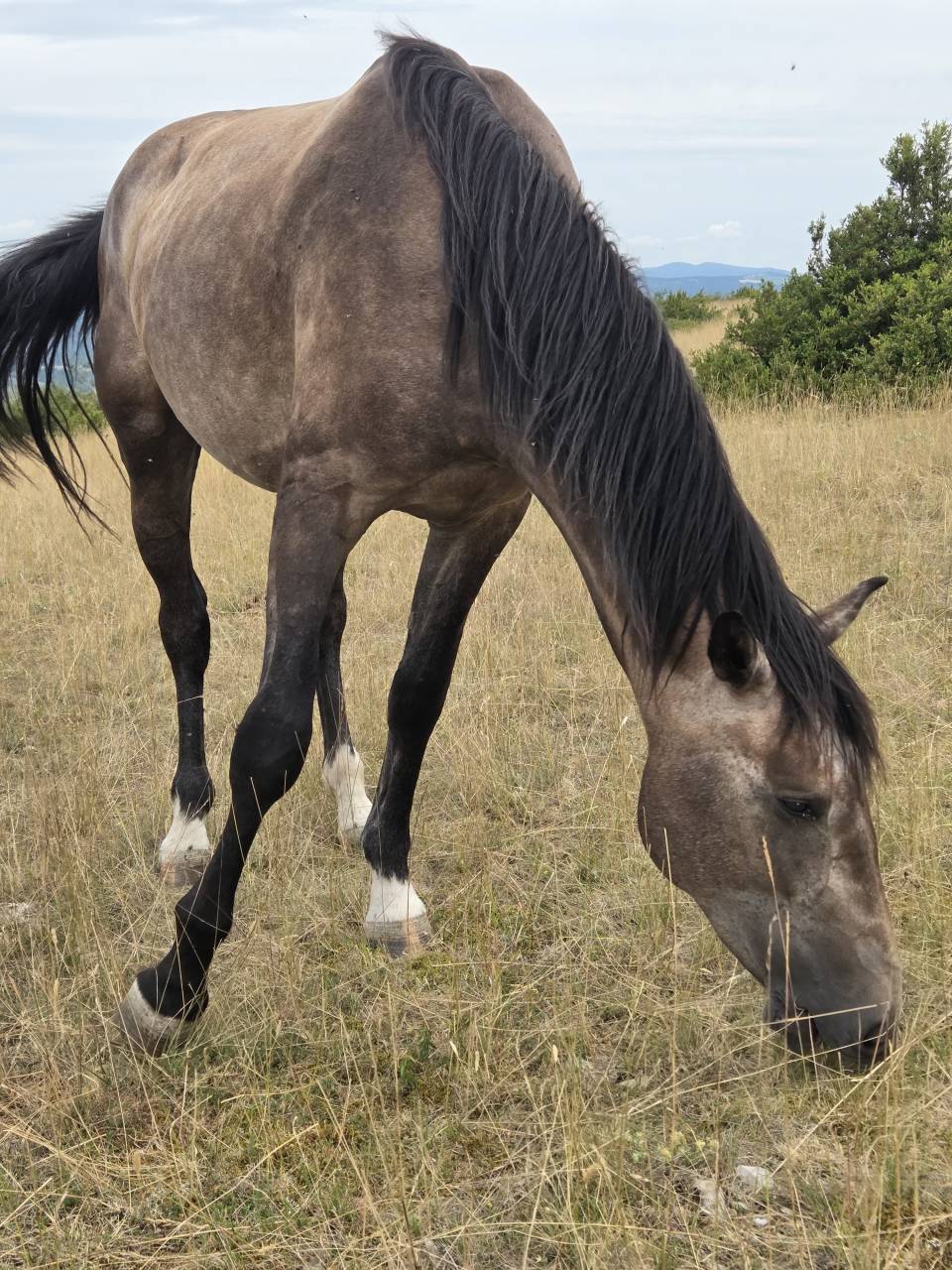 Puledra Sella Francese In vendita 2025 Baio scuro ,  Casallco Z