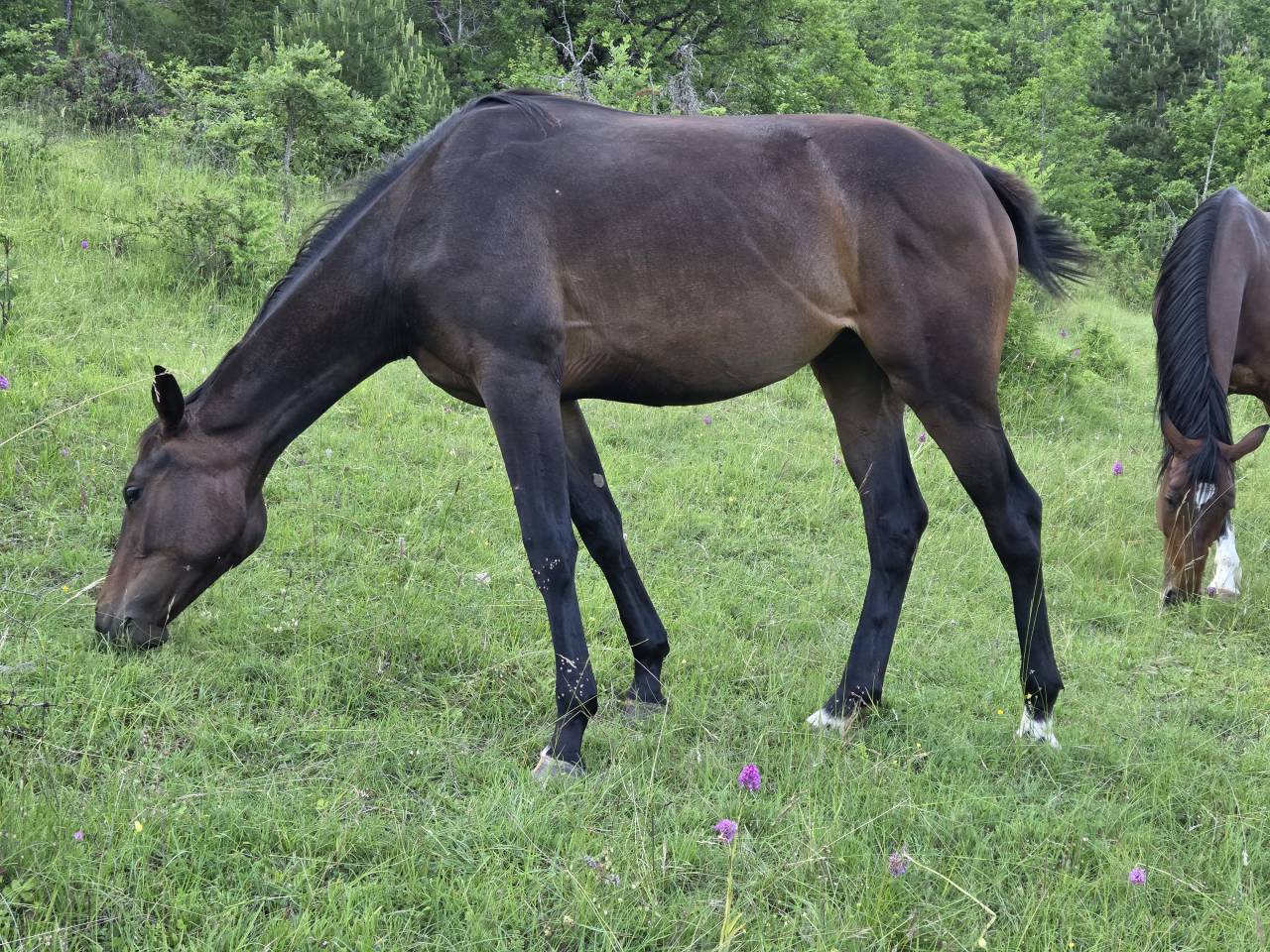 Puledra Sella Francese In vendita 2025 Baio scuro ,  Casallco Z