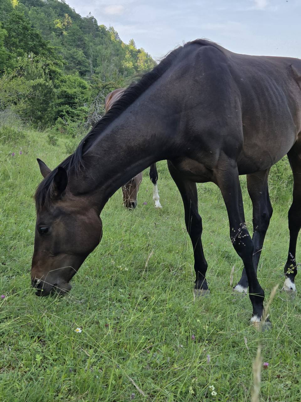 Puledra Sella Francese In vendita 2025 Baio scuro ,  Casallco Z