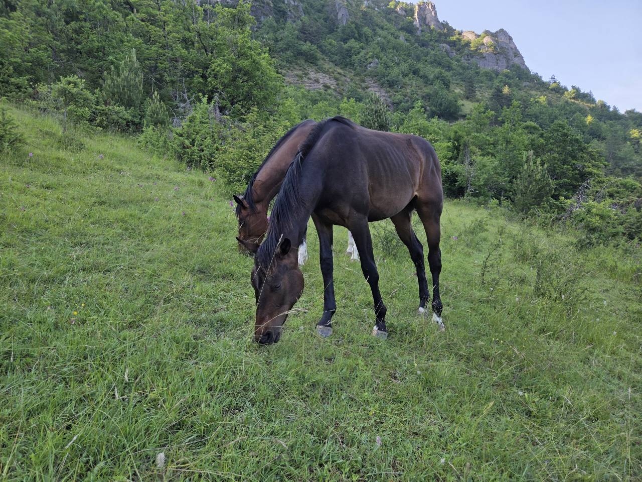 Puledra Sella Francese In vendita 2025 Baio scuro ,  Casallco Z
