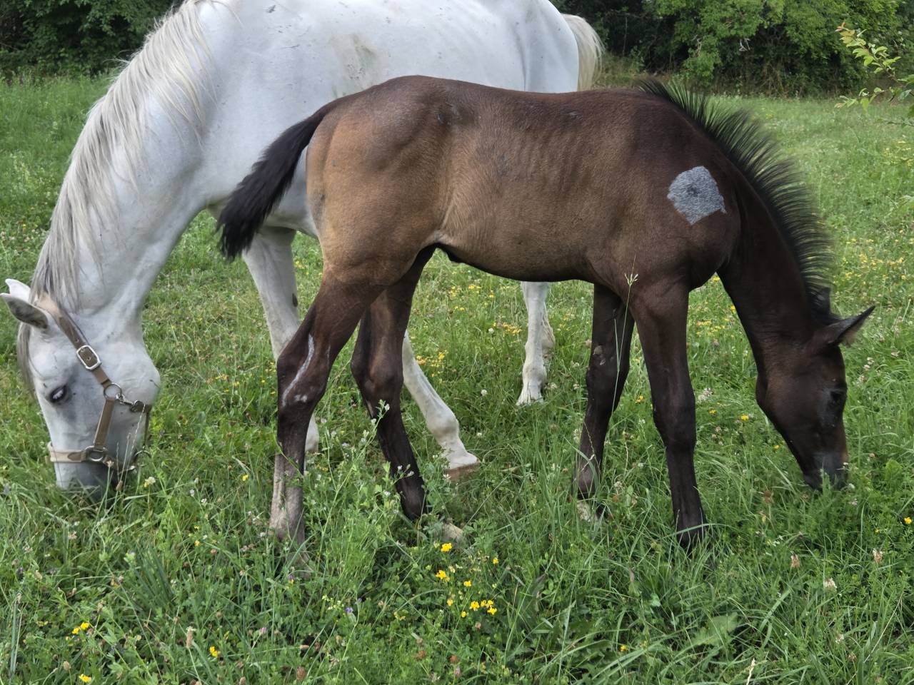 Puledra Sella Francese In vendita 2025 Baio scuro ,  Casallco Z
