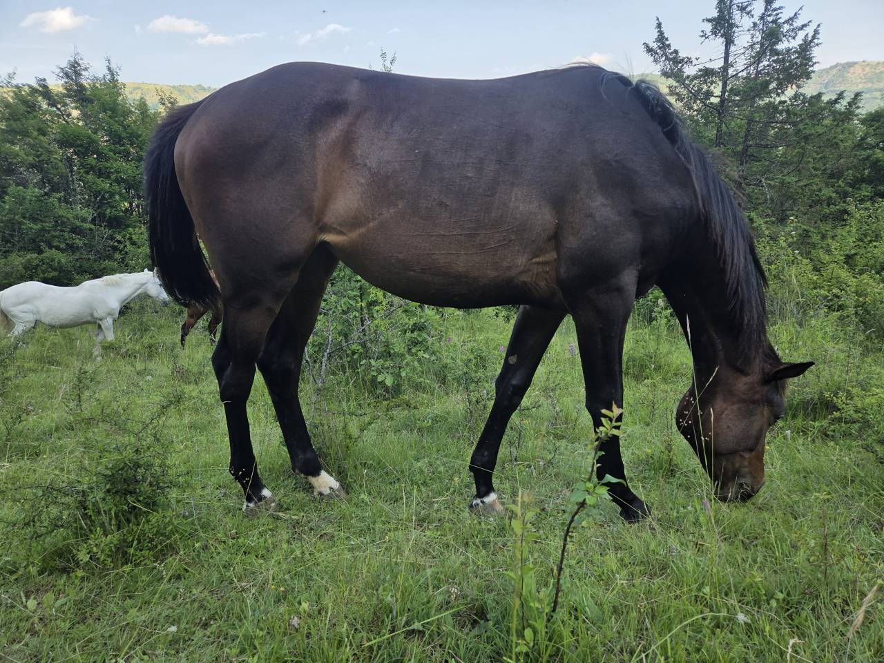 Puledra Sella Francese In vendita 2025 Baio scuro ,  Casallco Z