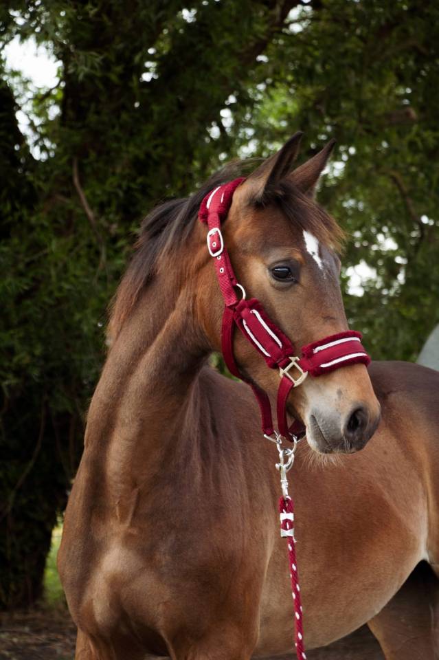 Puledro Sella Francese In vendita 2024 Baio ,  Conte Bellini