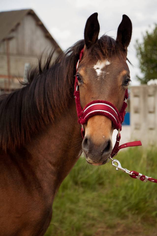 Puledro Sella Francese In vendita 2024 Baio ,  Conte Bellini