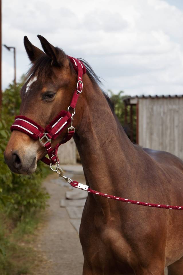 Puledro Sella Francese In vendita 2024 Baio ,  Conte Bellini