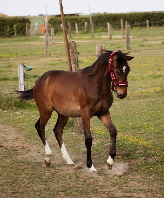 Puledro Sella Francese In vendita 2024 Baio ,  Conte Bellini