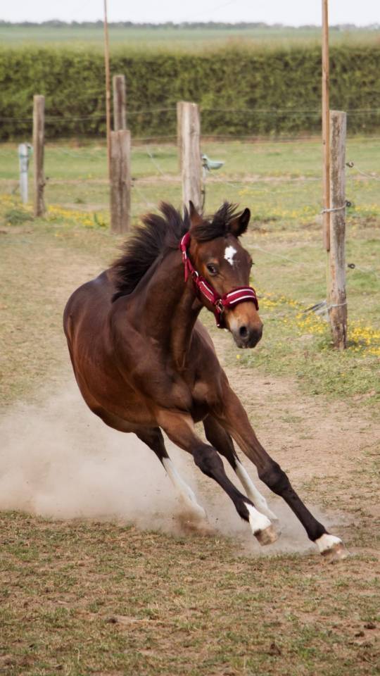 Puledro Sella Francese In vendita 2024 Baio ,  Conte Bellini