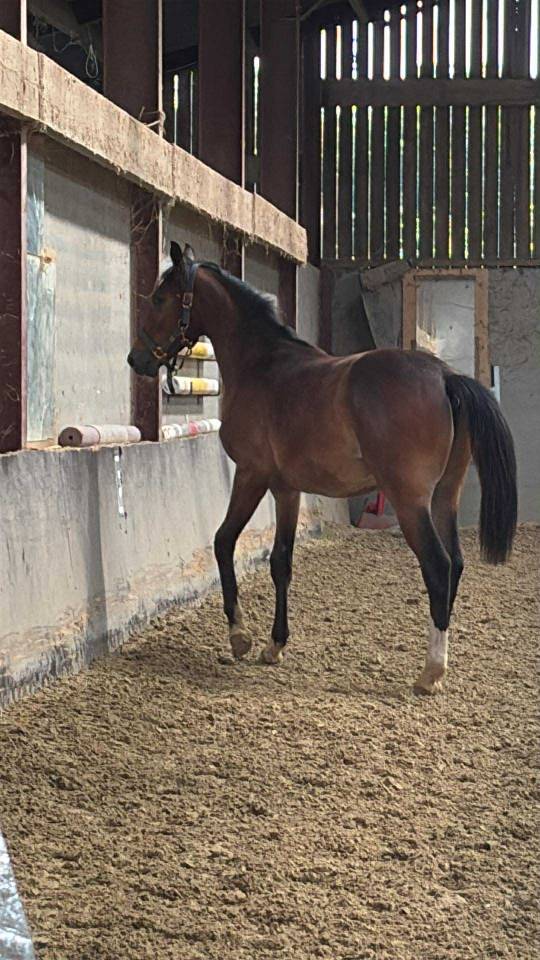 Puledro Sella Francese In vendita 2024 Baio ,  Conte Bellini