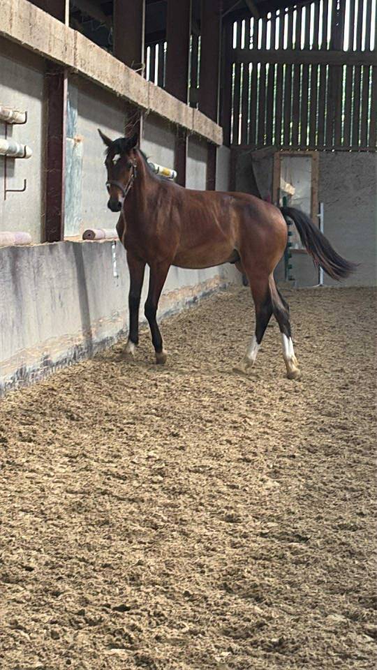 Puledro Sella Francese In vendita 2024 Baio ,  Conte Bellini