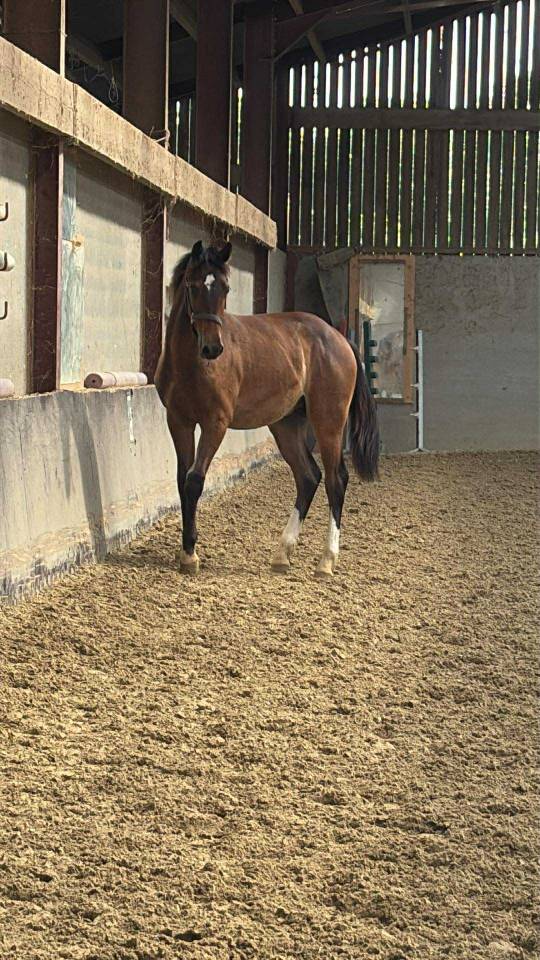 Puledro Sella Francese In vendita 2024 Baio ,  Conte Bellini