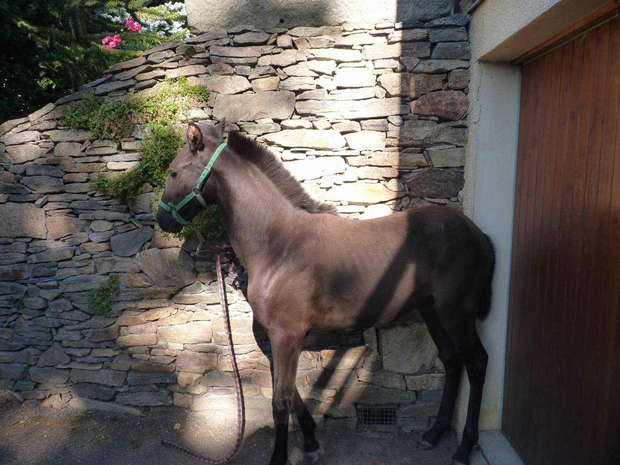 Intero Lusitano In vendita 2025 Nero ,  SOLO DE LA COMBE