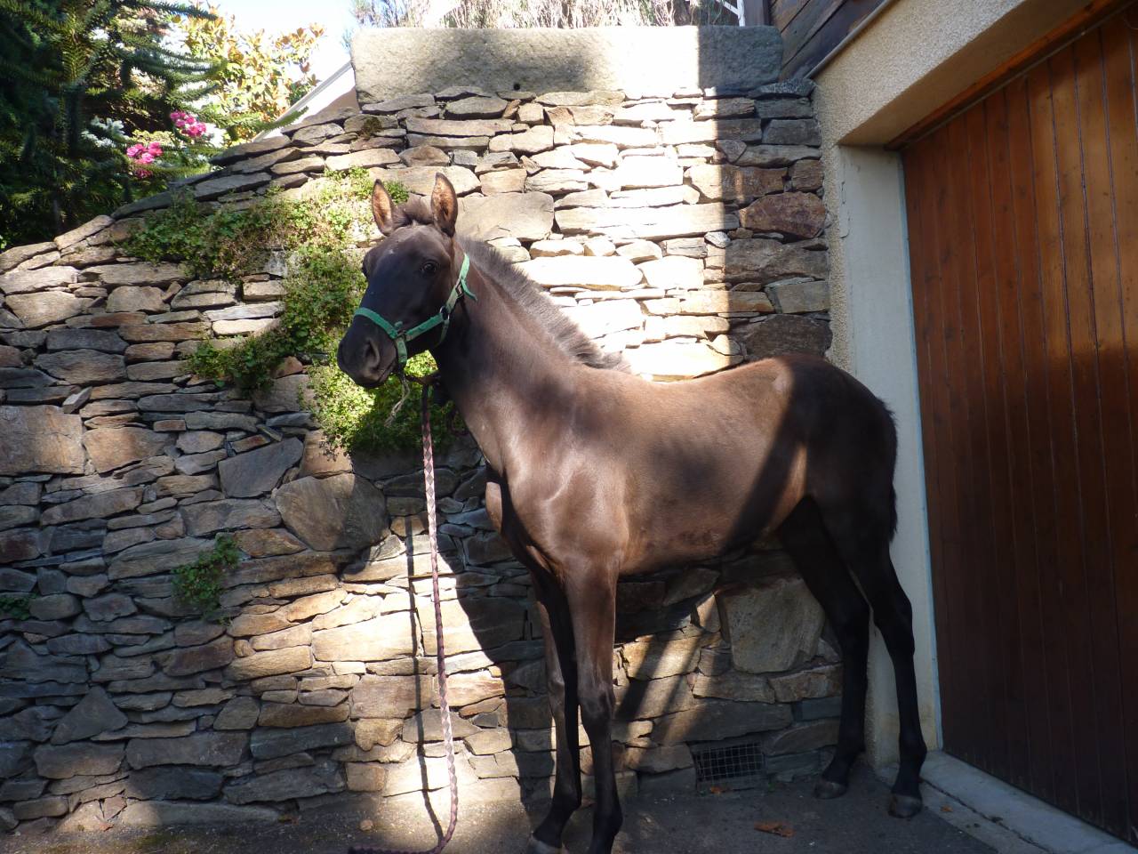 Intero Lusitano In vendita 2025 Nero ,  SOLO DE LA COMBE