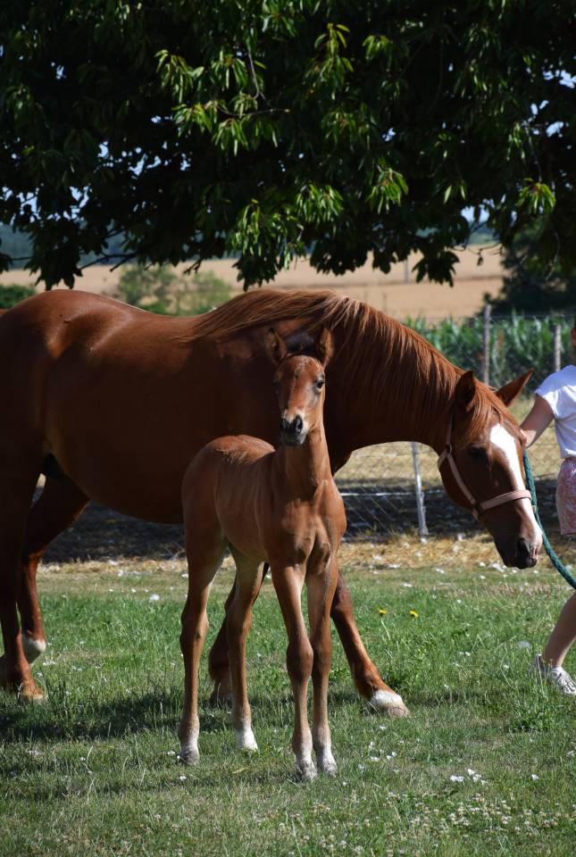Puledro PFS Pony Francese da Sella In vendita 2025 Baio scuro ,  A FLY STAR DES HOUX