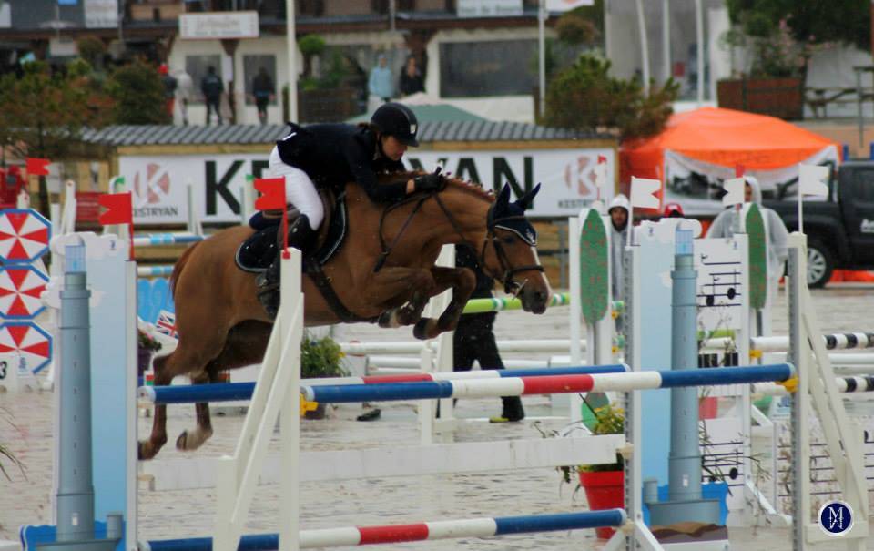 Puledro PFS Pony Francese da Sella In vendita 2025 Baio scuro ,  A FLY STAR DES HOUX