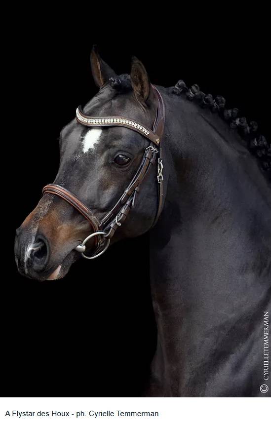 Puledro PFS Pony Francese da Sella In vendita 2025 Baio scuro ,  A FLY STAR DES HOUX