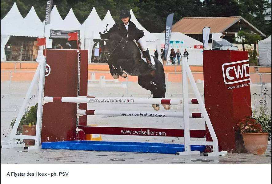 Puledro PFS Pony Francese da Sella In vendita 2025 Baio scuro ,  A FLY STAR DES HOUX
