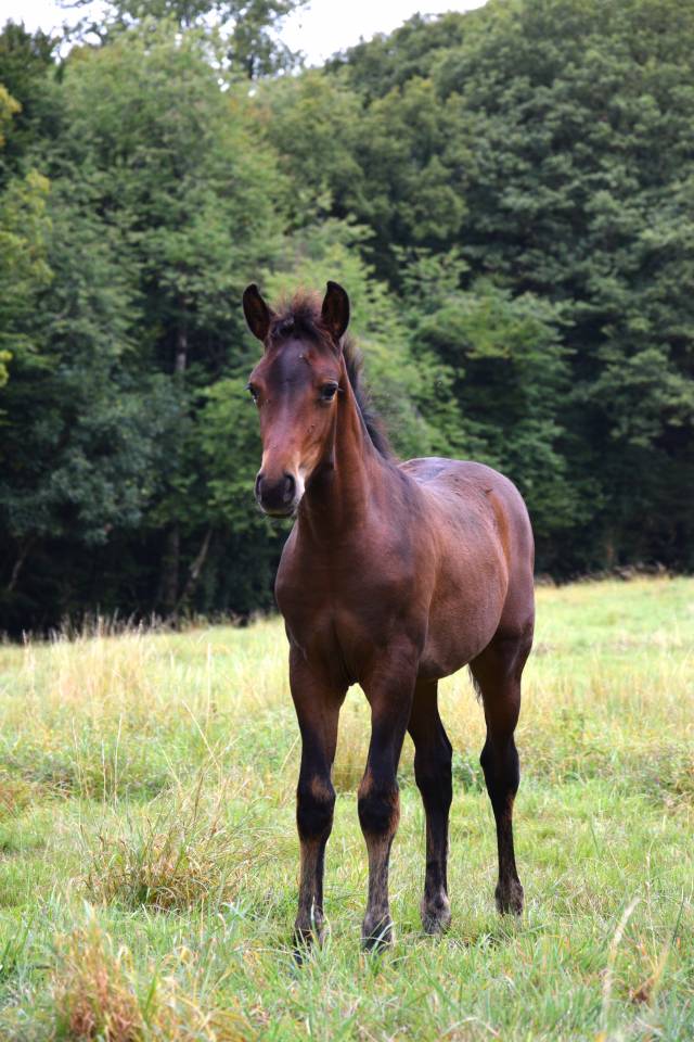 Puledro PFS Pony Francese da Sella In vendita 2025 Baio scuro ,  A FLY STAR DES HOUX