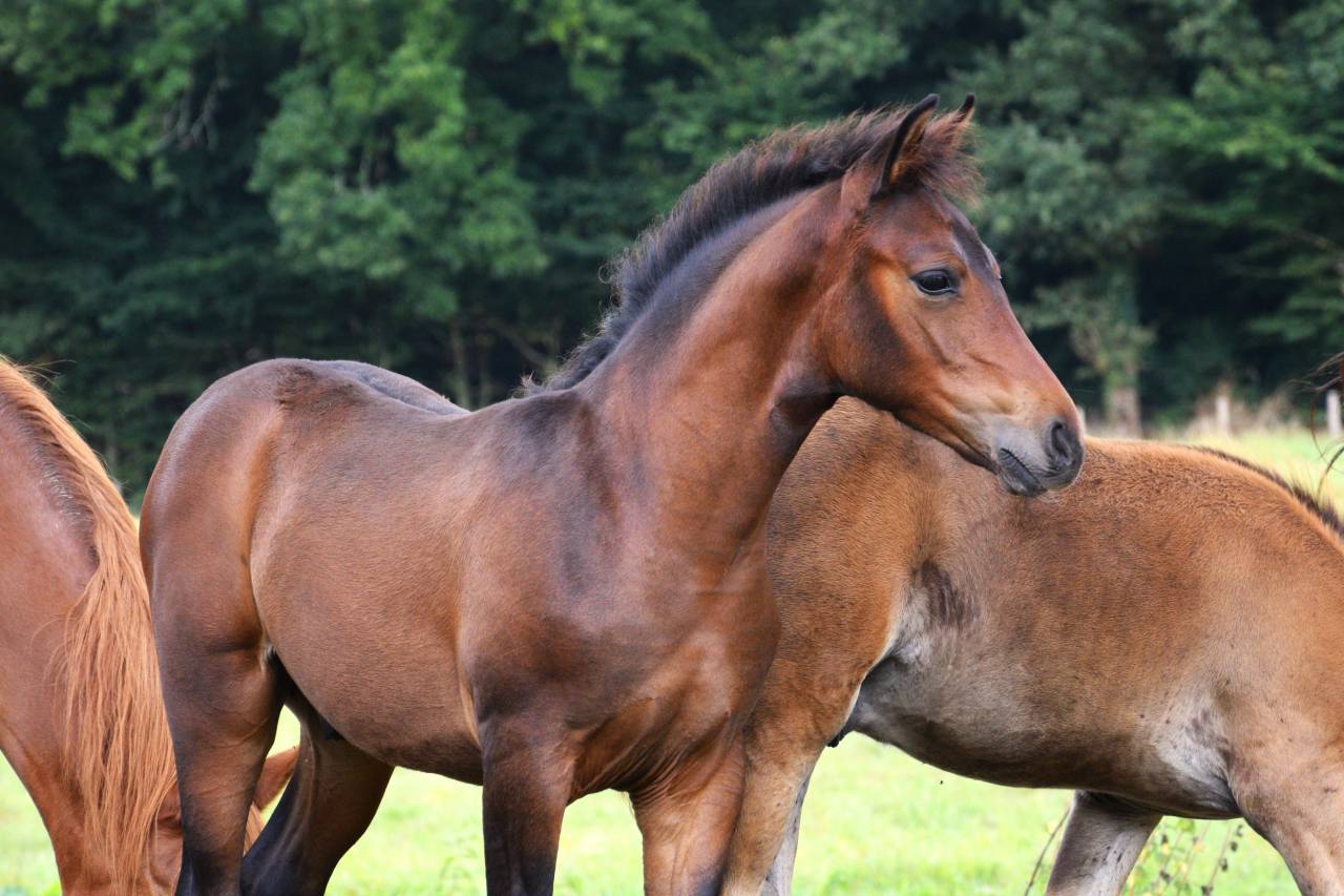 Puledro PFS Pony Francese da Sella In vendita 2025 Baio scuro ,  A FLY STAR DES HOUX