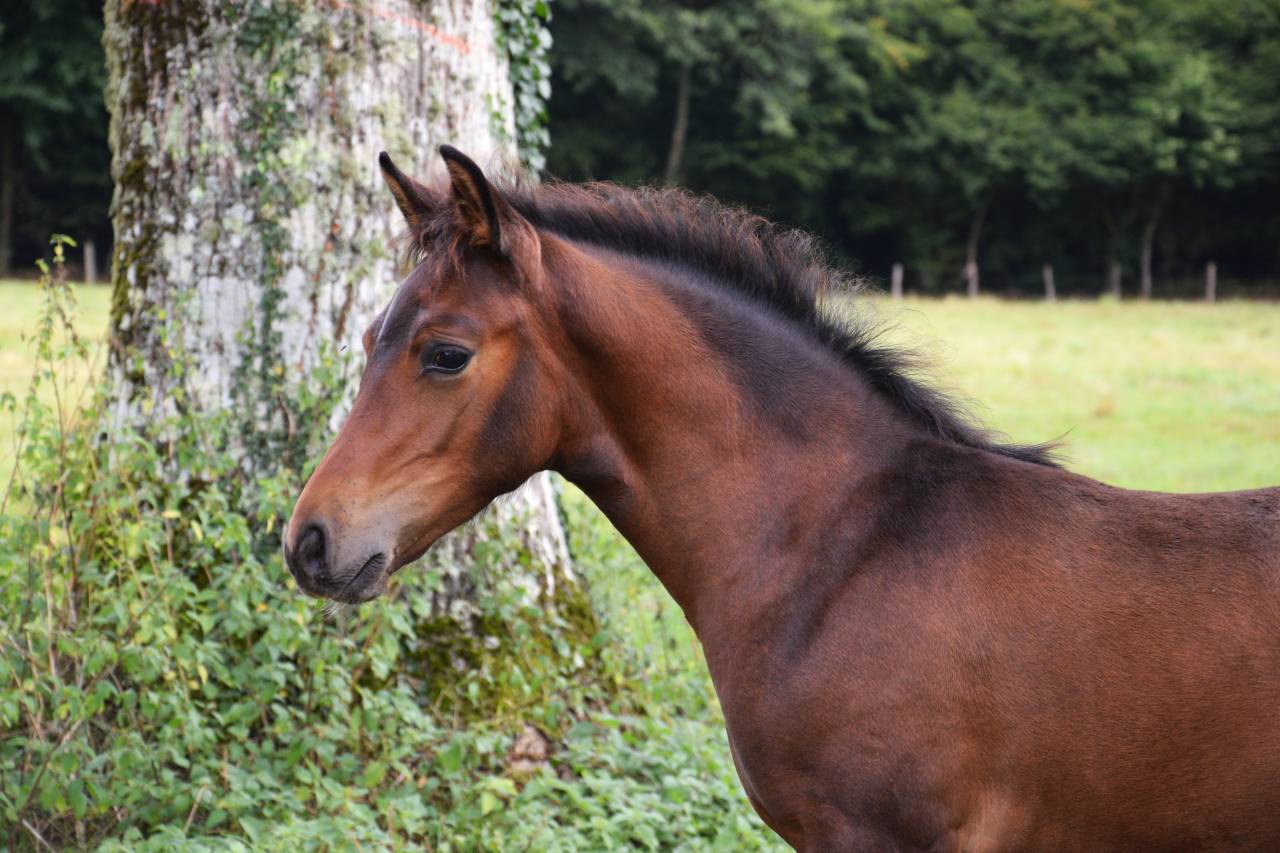 Puledro PFS Pony Francese da Sella In vendita 2025 Baio scuro ,  A FLY STAR DES HOUX