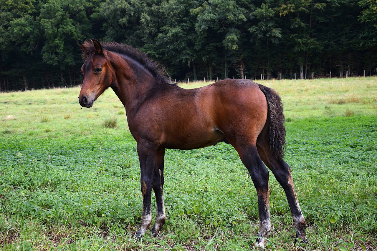 Puledro PFS Pony Francese da Sella In vendita 2025 Baio scuro ,  A FLY STAR DES HOUX