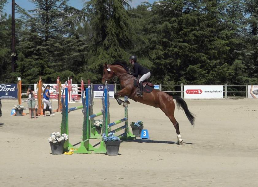 Castrone Sella Francese In vendita 2015 Baio