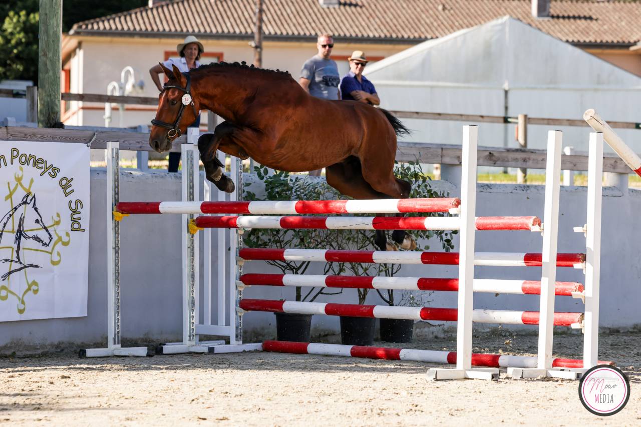 Intero PFS Pony Francese da Sella In vendita 2022 Baio ,  CHAMPAGNE D AR CUS