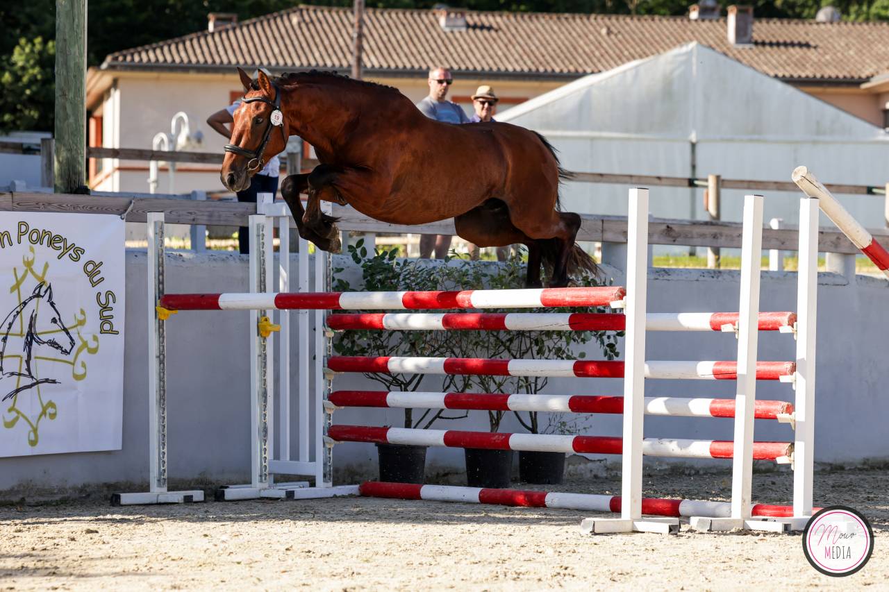 Intero PFS Pony Francese da Sella In vendita 2022 Baio ,  CHAMPAGNE D AR CUS