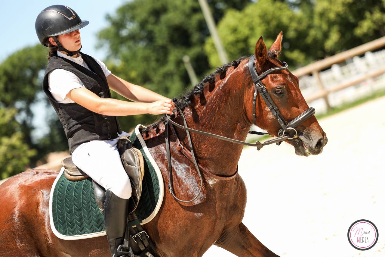 Intero PFS Pony Francese da Sella In vendita 2022 Baio ,  CHAMPAGNE D AR CUS