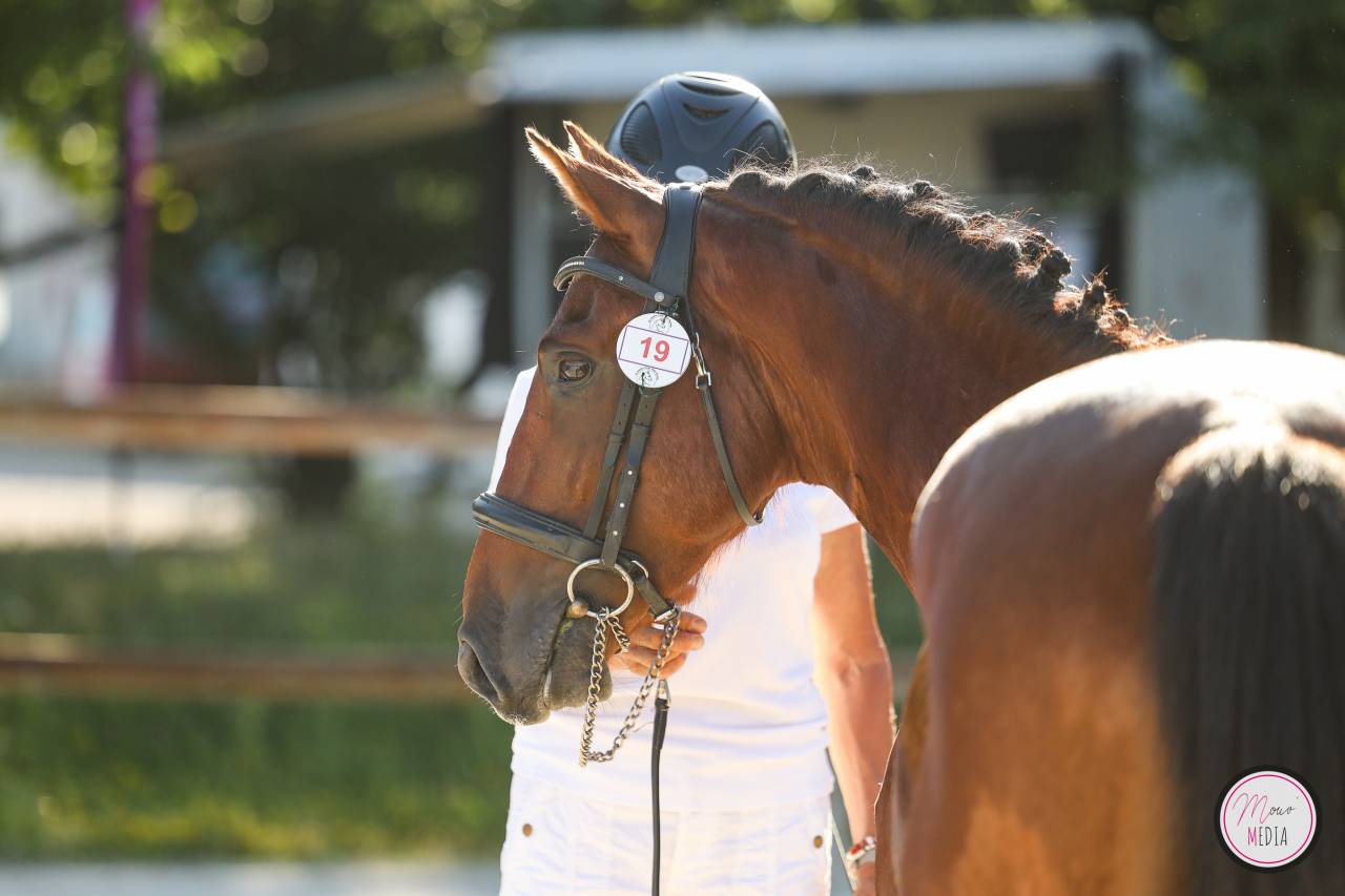 Intero PFS Pony Francese da Sella In vendita 2022 Baio ,  CHAMPAGNE D AR CUS