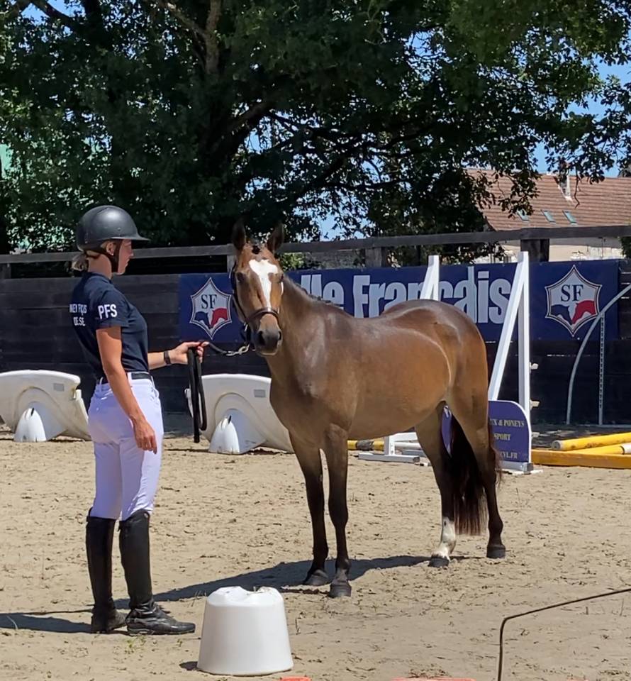 Puledra PFS Pony Francese da Sella In vendita 2023 Baio ,  Valiant des charmes