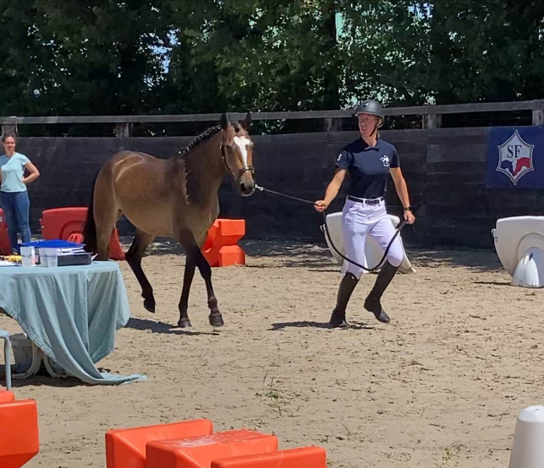 Puledra PFS Pony Francese da Sella In vendita 2023 Baio ,  Valiant des charmes