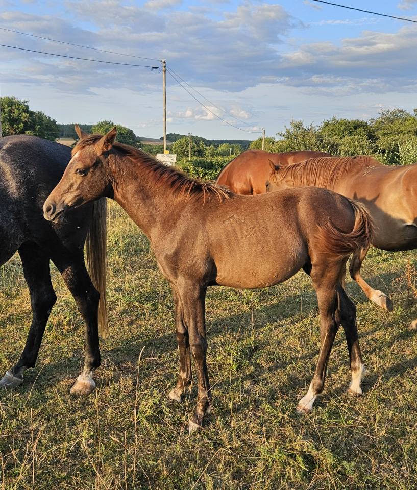 Puledra Purosangue Arabo In vendita 2025 Grigio ,  A F MANJAROH 
