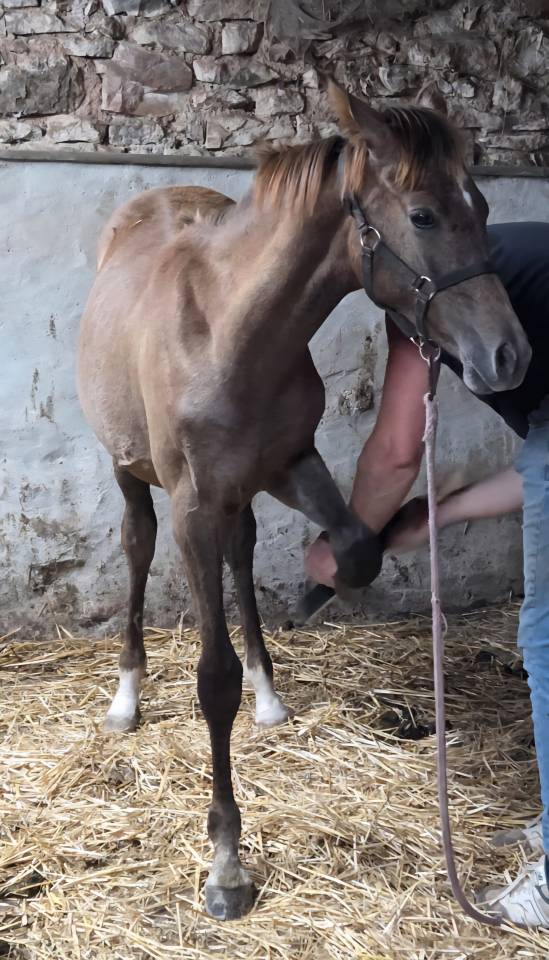 Puledra Purosangue Arabo In vendita 2025 Grigio ,  A F MANJAROH 