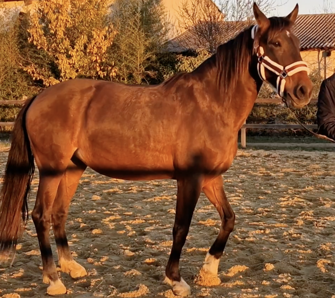 Cavalla PRE Andaluso In vendita 2016 Baio ,  NAPOLEÓN CANDAU