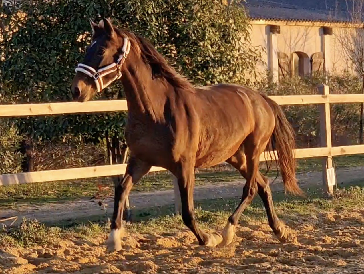 Cavalla PRE Andaluso In vendita 2016 Baio ,  NAPOLEÓN CANDAU