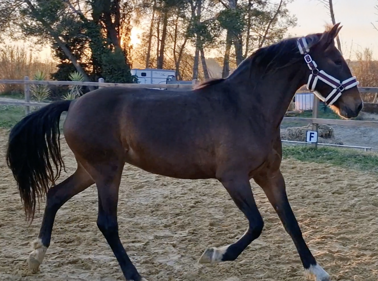 Cavalla PRE Andaluso In vendita 2016 Baio ,  NAPOLEÓN CANDAU