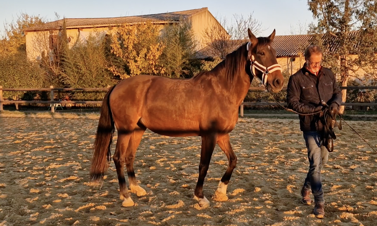 Cavalla PRE Andaluso In vendita 2016 Baio ,  NAPOLEÓN CANDAU