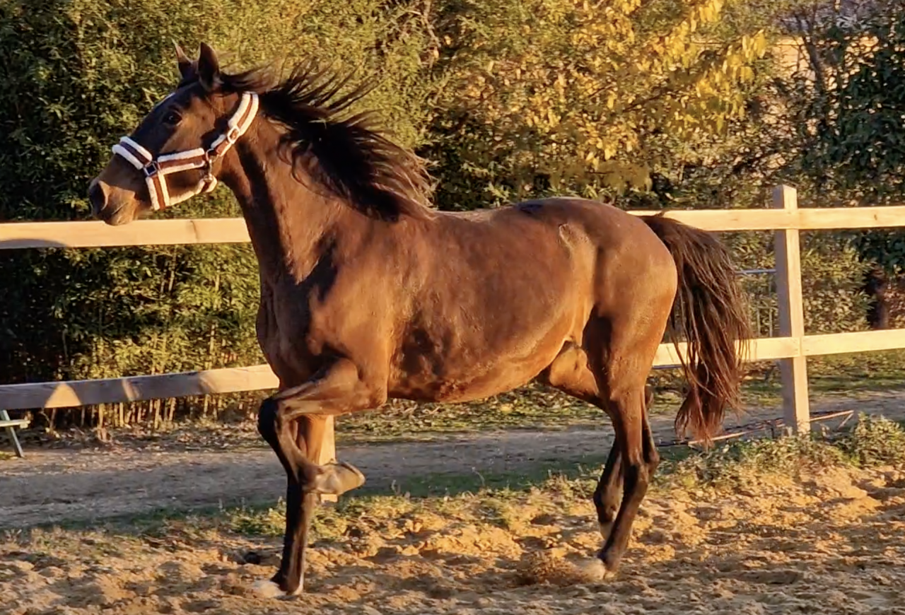 Cavalla PRE Andaluso In vendita 2016 Baio ,  NAPOLEÓN CANDAU