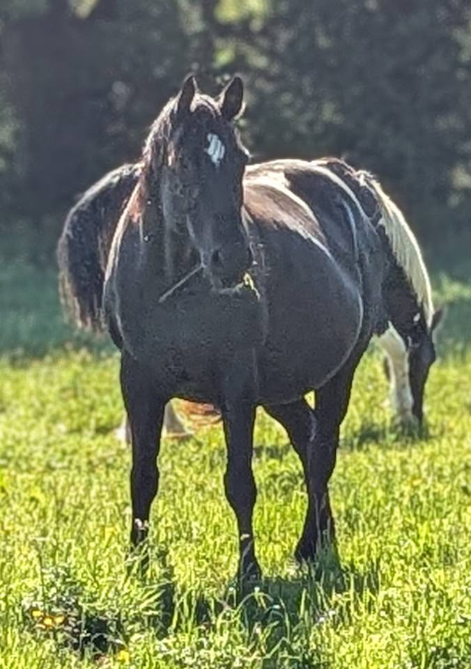 Cavalla Paint Horse In vendita 2015 Nero