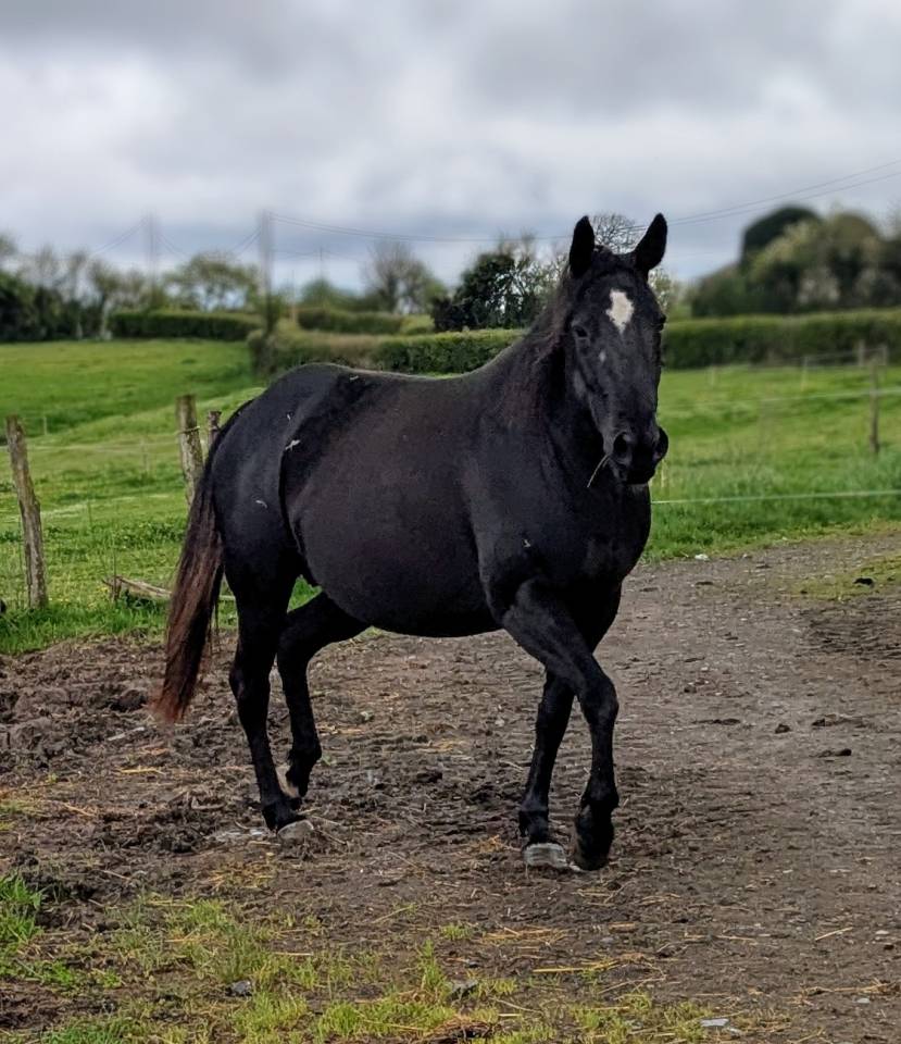 Cavalla Paint Horse In vendita 2015 Nero