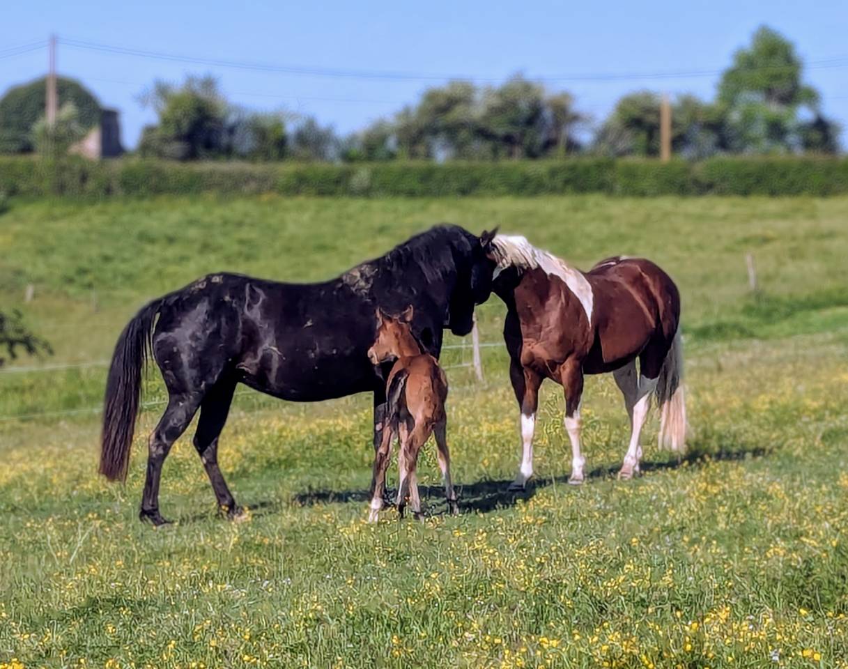 Cavalla Paint Horse In vendita 2015 Nero
