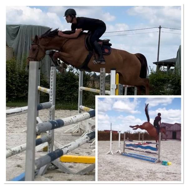 Cavalla Zangersheide In vendita 2020 Sauro ,  CICERO Z