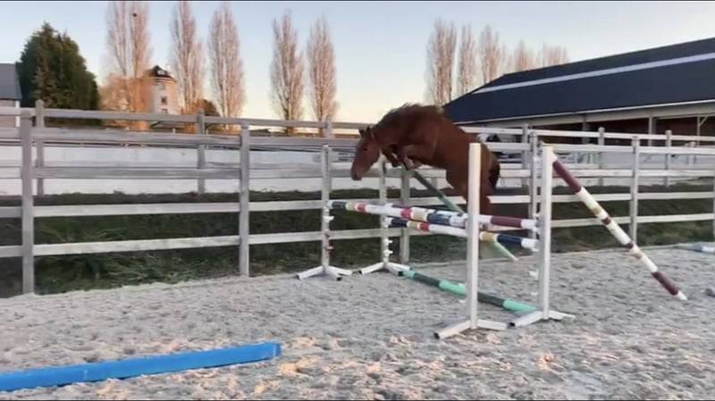 Cavalla Zangersheide In vendita 2020 Sauro ,  CICERO Z