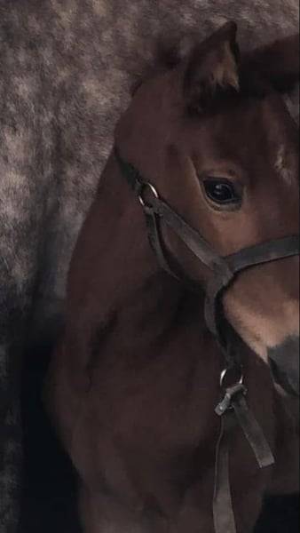 Cavalla Zangersheide In vendita 2020 Sauro ,  CICERO Z