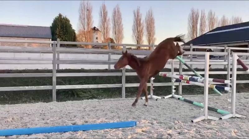 Cavalla Zangersheide In vendita 2020 Sauro ,  CICERO Z