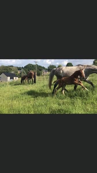 Cavalla Zangersheide In vendita 2020 Sauro ,  CICERO Z