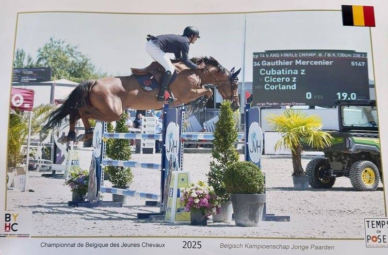 Cavalla Zangersheide In vendita 2020 Sauro ,  CICERO Z