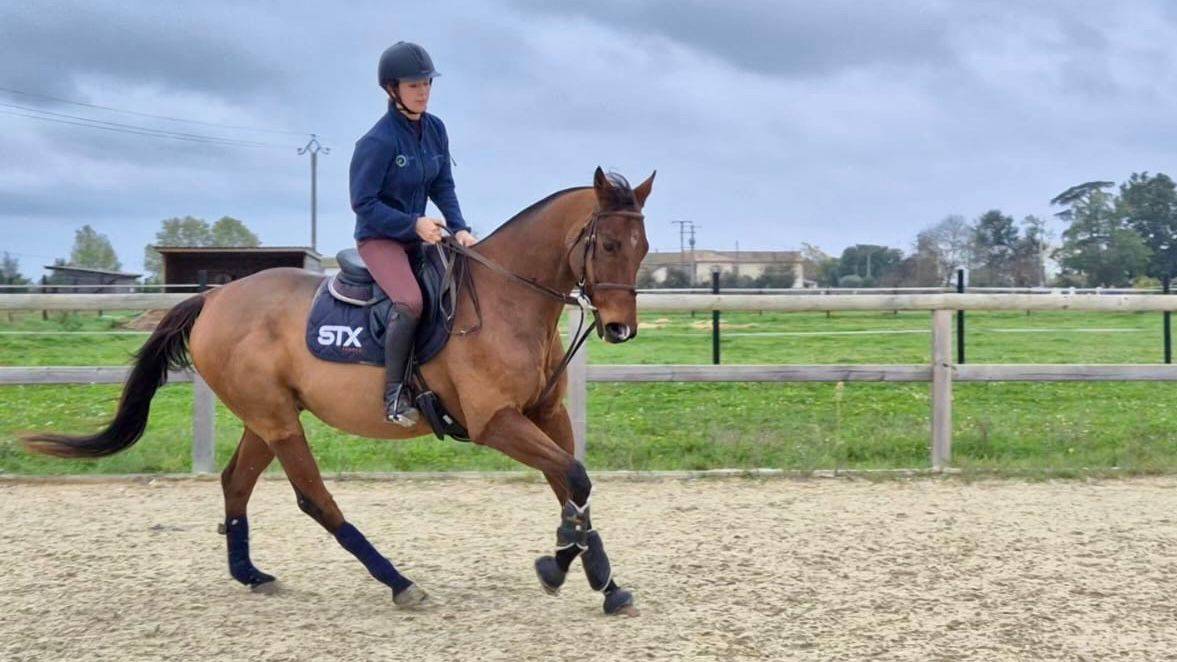 Castrone Anglo-Arabo In vendita 2013 Baio ,  MARRAST PS