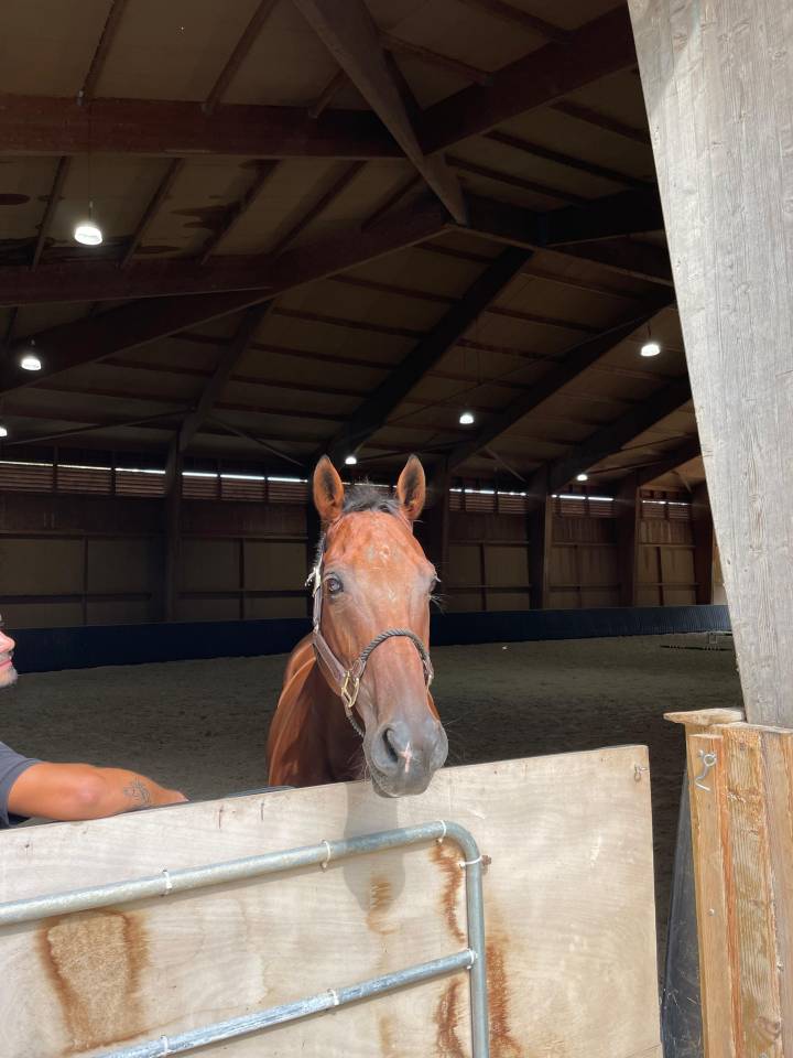 Castrone Anglo-Arabo In vendita 2013 Baio ,  MARRAST PS