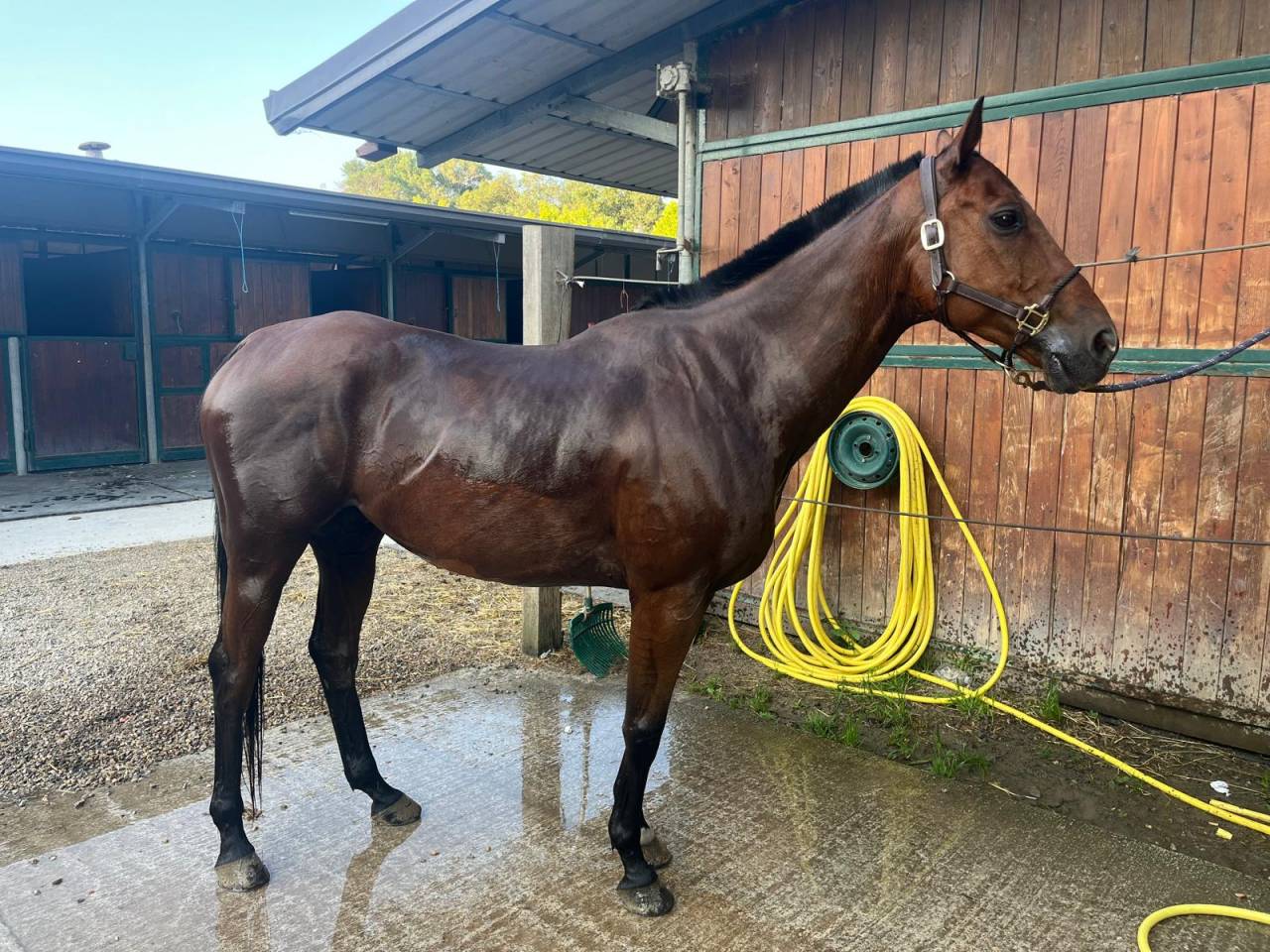 Castrone Anglo-Arabo In vendita 2013 Baio ,  MARRAST PS